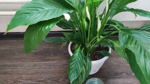 1 ТАБЛЕТКА под СПАТИФИЛЛУМ, чтобы ЛИСТИКИ НЕ ЖЕЛТЕЛИ и даже дохлый цветок оживет, позеленеет