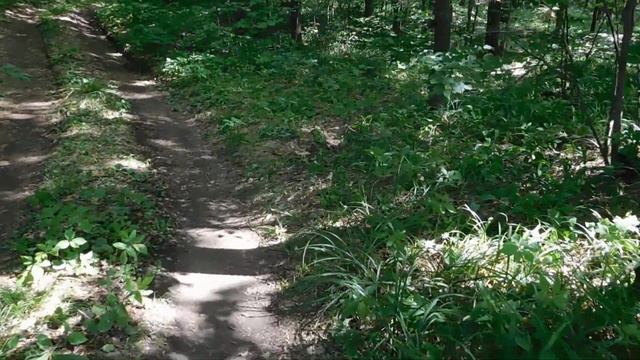 Белка и Пальма смотреть онлайн