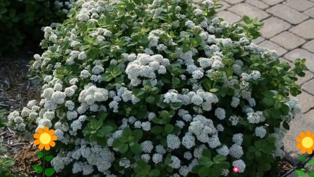 Спирея березолистная. Краткий обзор, описание характеристик, где купить саженцы, крупномеры смотреть онлайн