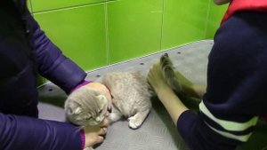 Прививка котенку! Ведём шотландского вислоухого котёнка к ветеринару в клинику для животных