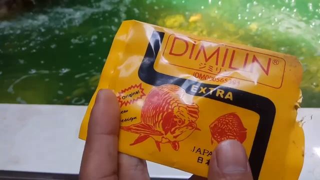 Karantina menggunakan Dimilin untuk mengobati ikan koi pasca aeromonas смотреть онлайн