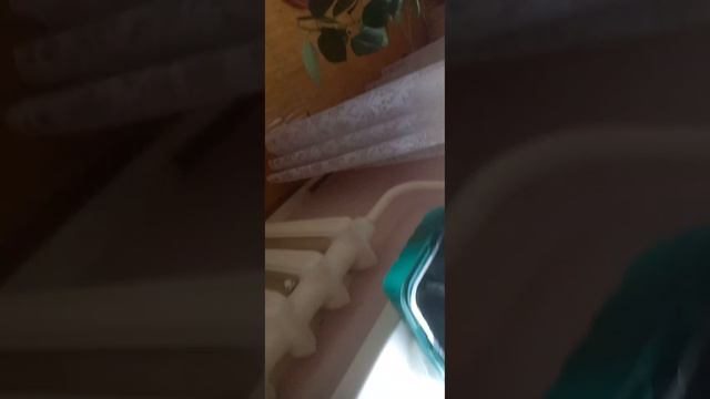 Цветы домашние утренняя поверка