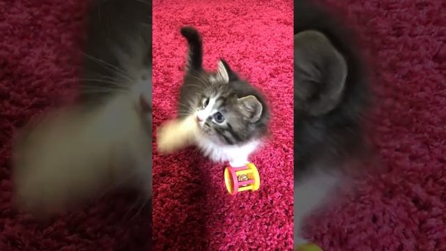 Пушистик хвостатик котенок метис - Невская Маскарадная и Сибирская. смотреть онлайн