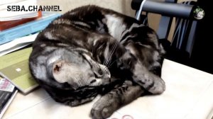 КАК СПЯТ БЕНГАЛЬСКИЕ КОТЫ ➤ ПОЛОСАТЫЙ БЕНГАЛЬСКИЙ КОТ SEBA ➤ БЕНГАЛЬСКАЯ КОШКА