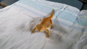 бородатая агама стала больше двигаться: охота за сверчками