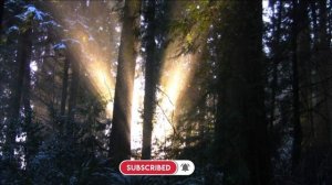 ? Снежный лес ❄️ Атмосфера зимы | Звуки природы | Звуки релакса