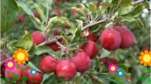 Яблоня домашняя Багряное. Краткий обзор, описание характеристик malus Ballerina Lilac