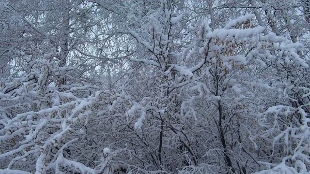 Деревья в снегу и красивая инструментальная музыка