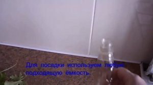 Душистая пеларгония. Размножение. Уход. Комнатные растения.