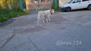 Молодежный или Овсянка -1.Богом забытый посёлок Красноярский край (ДИВНОГОРСК)