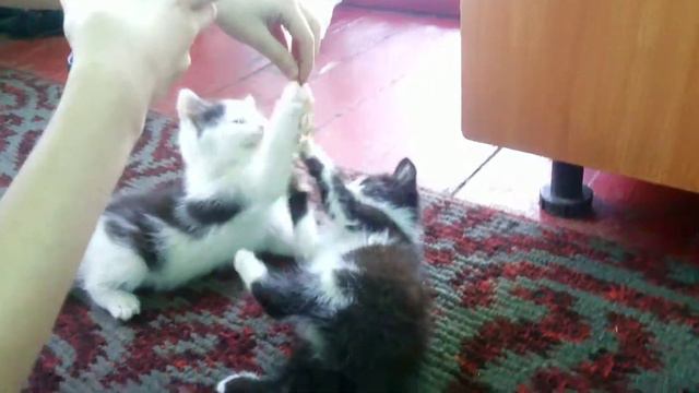 Коты дерутся смотреть онлайн