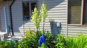 Yucca filamentosa in bloom