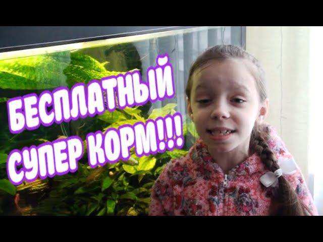 СУПЕР КОРМ ДЛЯ СОМИКОВ. КОРМИМ ДОЖДЕВЫМИ ЧЕРВЯМИ