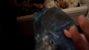 как заморозить листья для палочников