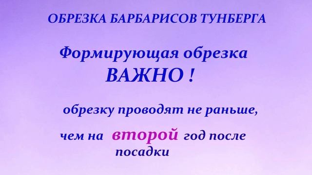 БАРБАРИС Тунберга. Особенности обрезки.Весна.Лето.Осень. Обзор моих барбарисов, особенности сортов