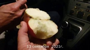 Яблоня ПАМЯТЬ УЛЬЯНИЩЕВА