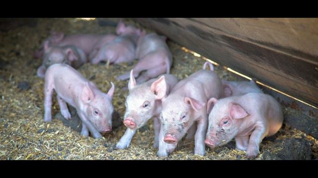 ¿Por que no crecen mis lechones?║5 Consejos para Recuperarlos смотреть онлайн