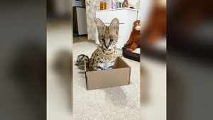 Смешные кошачьи приколы: моменты, которые заставят вас рассмеяться до слез