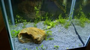 Аквариум для креветок (10 литров)