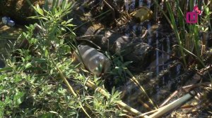 Дети купаются в болоте