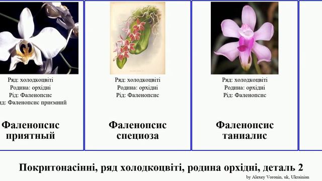 Покритонасінні, ряд холодкоцвіті, родина орхідні, деталь 2 фаленопсис цимбідіум angiosperms Офрис смотреть онлайн