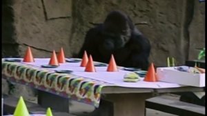 Scare Tactics YT Exclusive!  "Monkey Trouble"