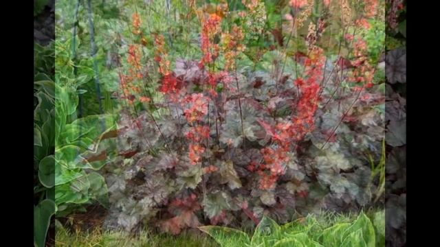 Цветок гейхера смотреть онлайн