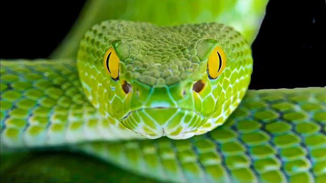 Peruquois - Awaken The Snake смотреть онлайн