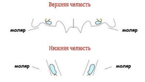 Сколько у кота зубов. Считаем зубы у кота. Интересные факты о котах.