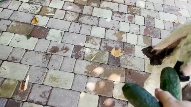ГАВРЮША и его УШИ - ГОСТЬ Восточной Сказки! Любимец публики и любитель овощей! Тайган