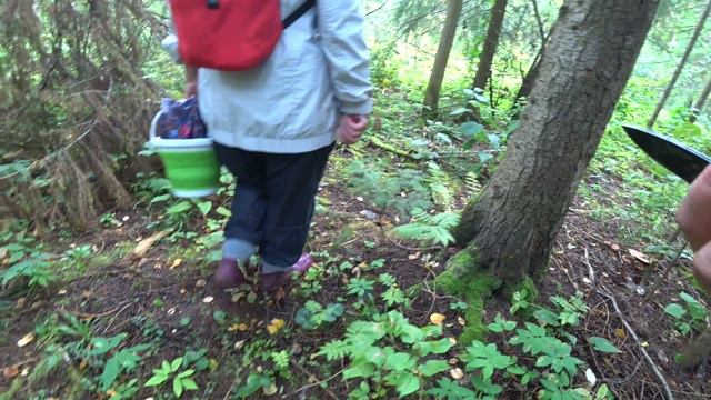 по грибы 30 авг 2024 1ч. смотреть онлайн