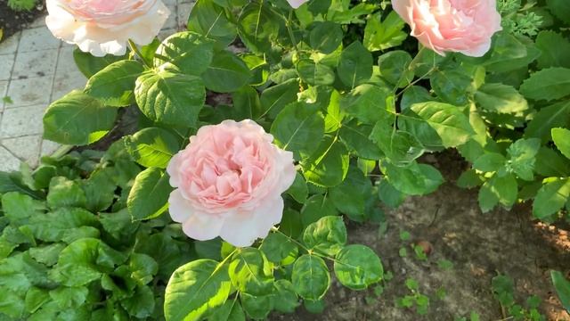 Роза « ШАРЛИН де МОНАКО»- первогодка меня просто очаровала!!!! смотреть онлайн