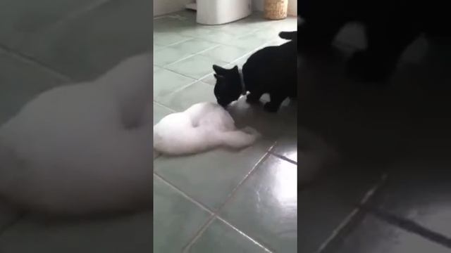 My cute kitten and THE BUBBLE MONSTER