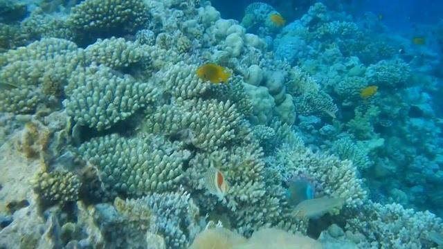 Tiran Island Hotel 4*Отдых в Египте. Шарм-Эль-Шейх.Анимация.Snorkeling.Подводный мир.Риф Melia Sina смотреть онлайн