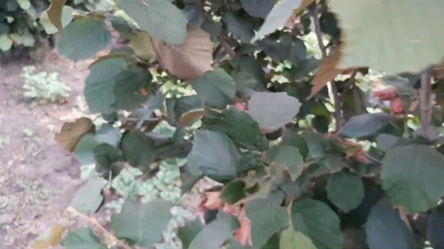 Плодоношение фундука. Июль 2020. смотреть онлайн