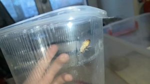 Приобрела эублефара¦как и чем кормить маленького эублефара