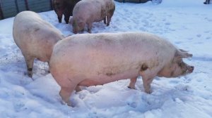 Свиноматки лучших пород