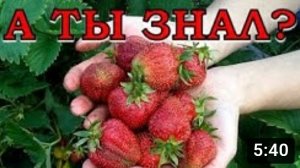 КЛУБНИКА: важные моменты в выращивании???