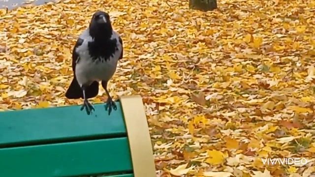 Очень забавная ворона/Звуки вороны/интересные моменты