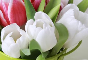 Sevenrose - Белые Тюльпаны