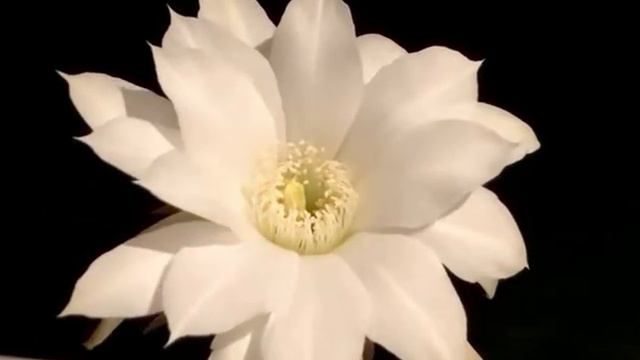 Echinopsis subdenudata Flower opening