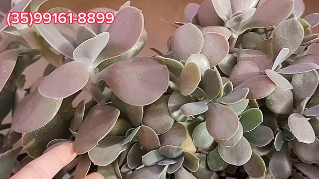 6 SUCULENTAS DIFERENTE CRISTATAS DA COLEÇÃO #plantas #jardimdesuculentas #cactus смотреть онлайн