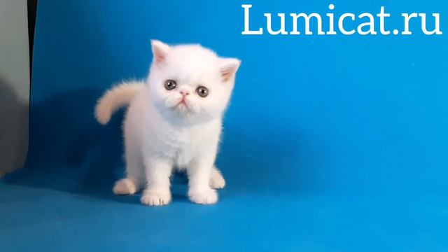 Этьен - белый экзот смотреть онлайн