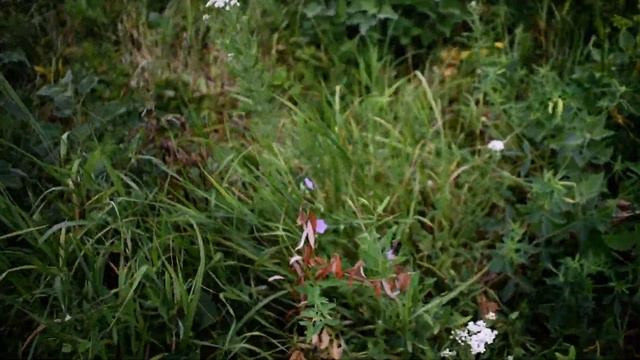 ЛЕТНЕЕ ЧЕРЕНКОВАНИЕ ТОПОЛЯ,ИВЫ,ВЕРБЫ.Предварительные Итоги :-) смотреть онлайн