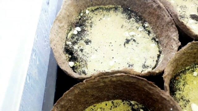 МОЙ ВЫХОДНОЙ ДЕНЬ.СЕЮ ДИХОНДРУ И АЛИССУМ МНОГОЛЕТНИЙ.ГОТОВЛЮ ОБЕД. ПОДЗИМНИЙ ПОСЕВ АСТРЫ. ХРИЗАНТЕМ смотреть онлайн