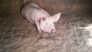 Как проявляется беременность белой свиньи