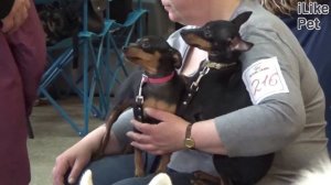 4 причины красных глаз у собаки