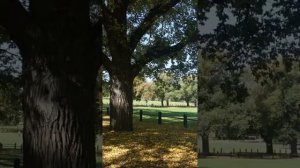 Осень в Мельбурне | Golden autumn in the city parks of Melbourne