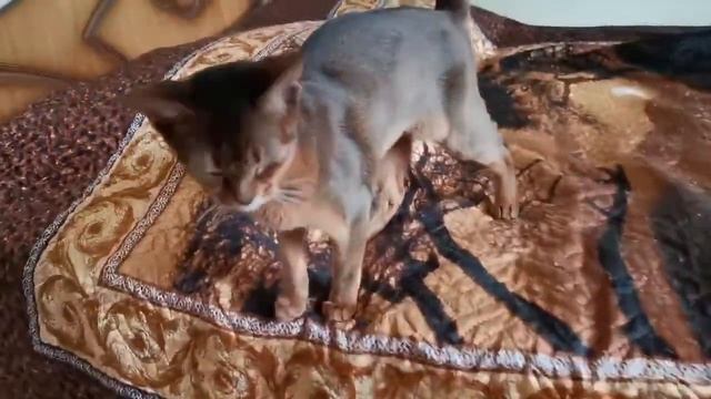 Абиссинская кошка дикого окраса. Продаётся. смотреть онлайн