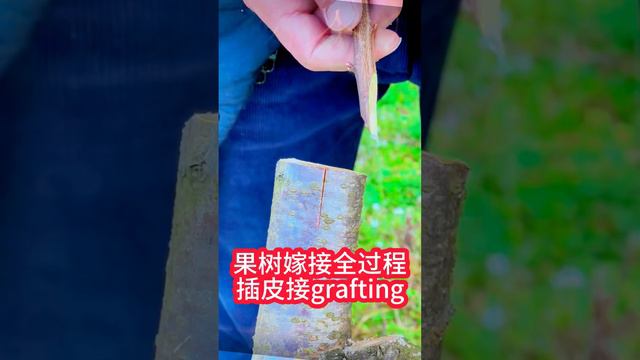 1分鐘教你如何學習挑皮插皮嫁接果樹。 此方法簡單易學，存活率高Teach you how to graft fruit trees by picking and inserting bark